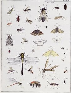 Ulike insekter, plate IV fra 